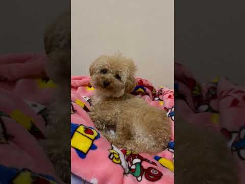 経営学科 トイプードル1歳 #トイプードル #toypoodle　#おパンツカット