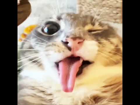 Montagem Relacionista Judicial X Dilatação Hipnotica (I totally didn't edit with one hand🔥🔥🔥)