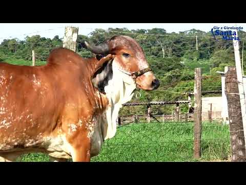 GIR SANTA MARIA - FANTA - ECAF 43