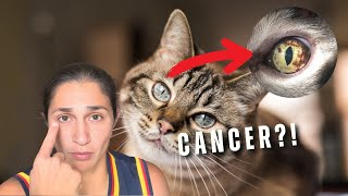 What’s That Brown Pigment in Your Cat’s Eye (Explained by Vet)