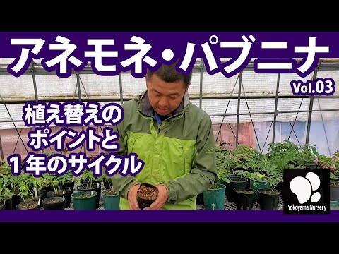 園芸 ギリシャのアネモネ