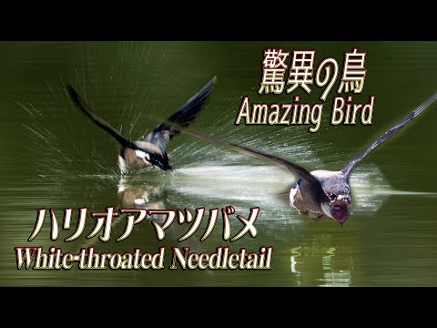 アマツバメ (鳥)について詳しく解説