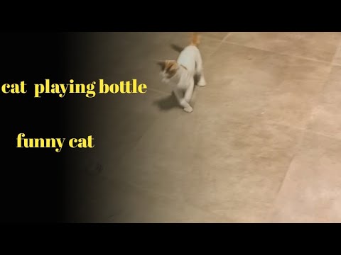 NASIM INDIAN- playing bottle funny cat