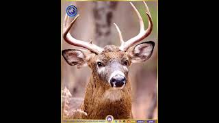 يَا أَيُّهَا الْإِنسَانُ مَا غَرَّكَ بِرَبِّكَ الْكَرِيمِ (6)