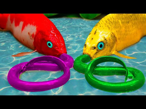 Red Carp and Catfish Fight Each Other to Swallow Eels, Golden Koi Eat Lego - Primitive cooking CoCo