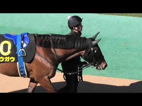 2020 ヒヤシンスステークス（L）パドック 現地映像 カフェファラオ