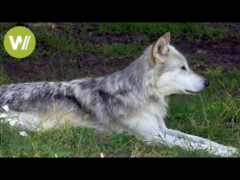 Dog and wolf: their similarities and differences
