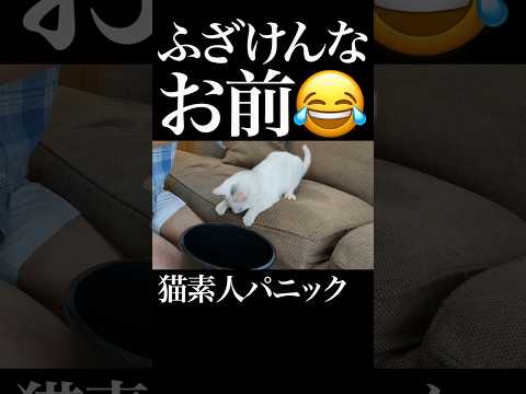 保護当初から爆笑を届けてくれておりました😂🐈💕　 #保護猫 #猫のいる暮らし #猫 #おもしろい猫