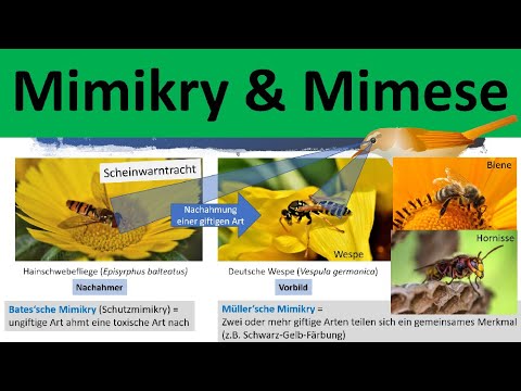 Mimicry and Mimesis - Forms of Imitation [Biology, Evolution, Advanced Level]