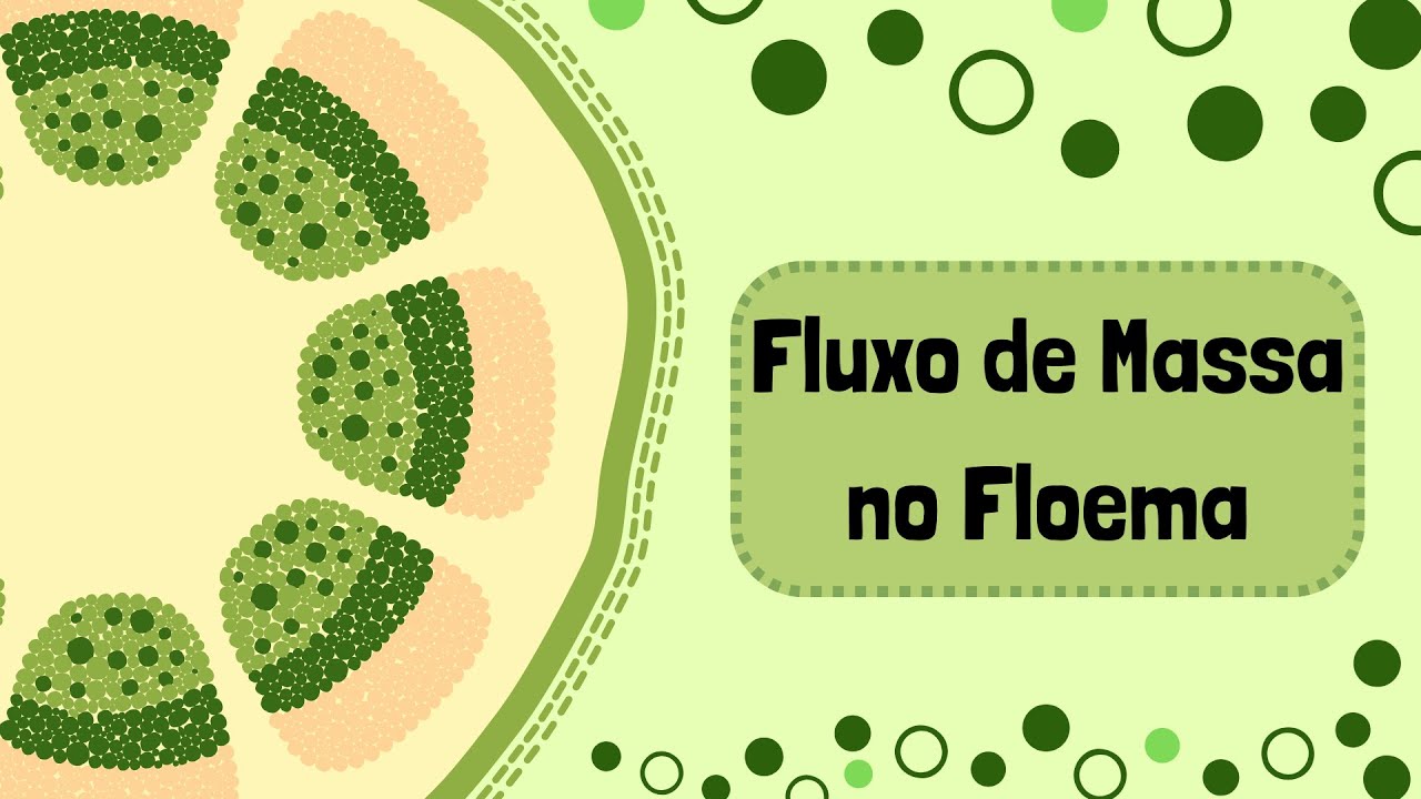 FLUXO DE MASSA NO FLOEMA