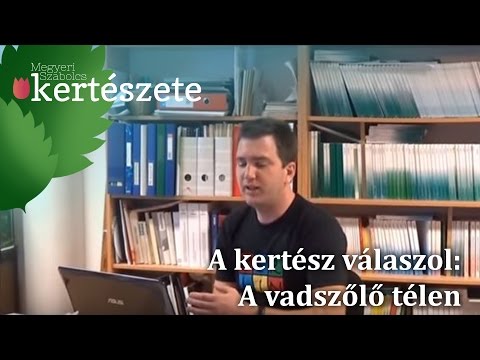 A kertész válaszol: a vadszőlő télen