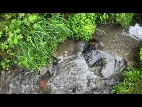 Premium Wanderweg Stahlberg Schleife - Rhein Burgen Weg in Bacharach