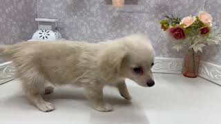 ハーフ犬の動画01