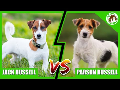 COMPARING JACK RUSSELLS & PARSON RUSSELLS - Who's The Best Dog Breeds?