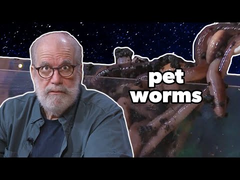 The Wormery: How to Build a Habitat for Worms