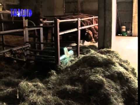 Parco dell'Antola, le mucche al pascolo amiche dei narcisi