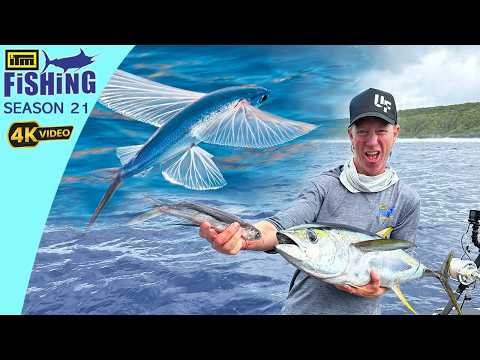 From Flying Fish to Frying Fish on Niue Island