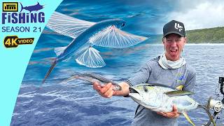 From Flying Fish to Frying Fish on Niue Island