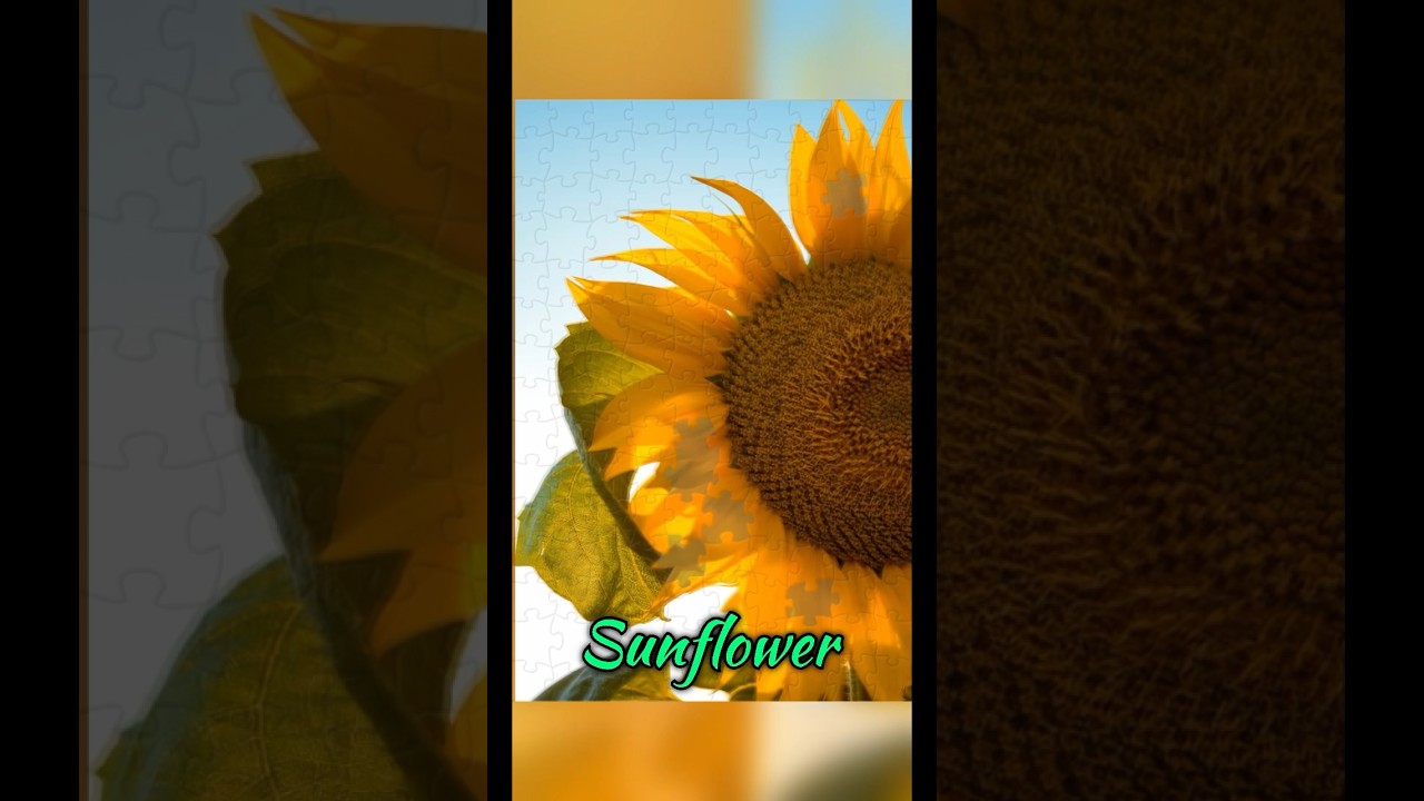 Puzzle - sunflower