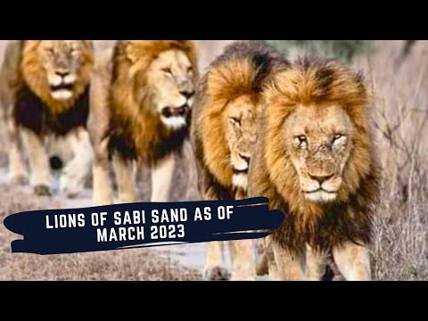RISE AND FALL OF THE BIRMINGHAM MALE LIONS - DOCUMENTARY ON BIRMINGHAM COALITION OF SABI SAND