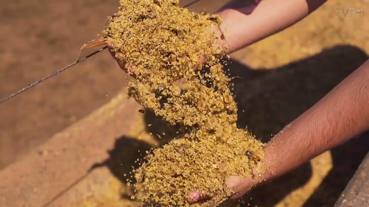 DDG - SUBPRODUTO DO ETANOL DE MILHO CRESCE EM MT