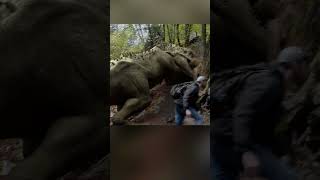 Download lagu Indominus Rex VS Spinosaurus mp3