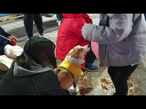 《Kid👨‍🌾FromUkraine&#Dog&#KingdomS》 20191114_222647 공연끝나고🤗 홍대버스킹 #SnowHorse