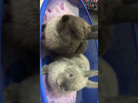 Nossos primeiros bebês cresceram !! Mini coelhos !!!