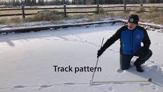 How to Take Great Photos of Tracks by Mike Taras (NEW)