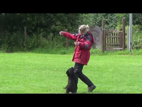 Obedience Beginner Kerstin und Djeannie (Havanese) "sg" 03.07.2016