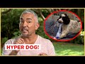This DOG Grabs EVERYTHING In The House Cesar 911