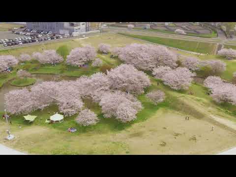 【金川桜並木・百間川せせらぎ広場】2021桜 ～空旅時間～ 岡山市を感じるスカイウォーク
