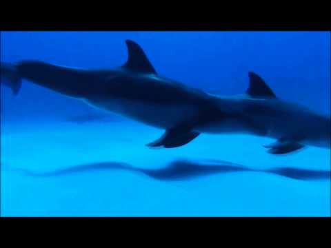 The Pulsarix - Breathe ( Original Mix )