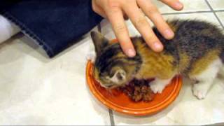 Kitten VERY Protective of her Food