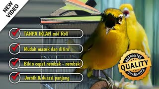 Download lagu MASTERAN PLECI NEMBAK KENARI PANJANG MUDAH DI INGAT | JERNIH DAN SUDAH DI JEDA mp3 Download lagu MASTERAN PLECI NEMBAK KENARI PANJANG MUDAH DI INGAT | JERNIH DAN SUDAH DI JEDA mp3