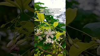 Download lagu mekarlah seperti bunga yng mengharumkan semua orang#bungaindah#storywa#flowers#tentangbunga#shorts mp3