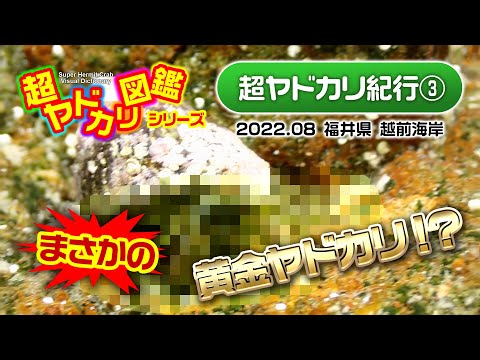 「まさかの黄金ヤドカリ！？」超ヤドカリ紀行(3) 越前海岸編