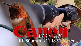 The JPEGs out of camera are simply mind-blowing! Canon R8 / RF 800mm f-11 Lens - See for yourself!!💖