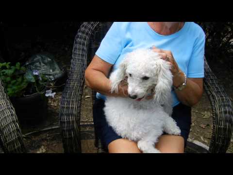 Missy, an adopted Poodle in Houston, TX_image-1