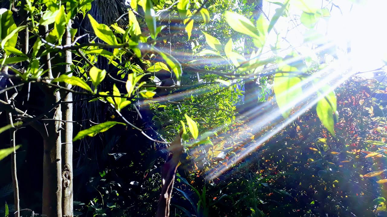 Neville Goddard - Os Doze Discípulos