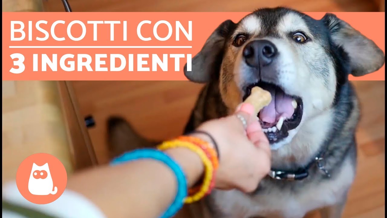 Biscotti per cani fatti in casa SEMPLICI: solo 3 INGREDIENTI! ????