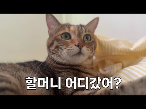 하루종일 할머니만 찾는 냥손녀 앵두