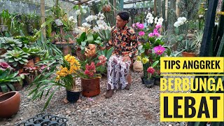 preview picture of video 'Supaya Anggrek Berbunga lebat, tips bagi pemula'
