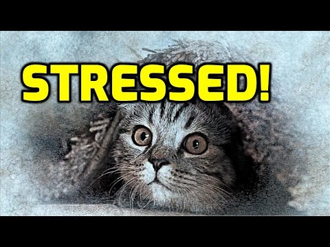 10 Things That Really Stress Out Cats