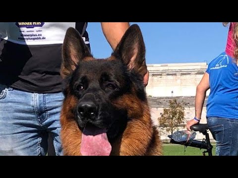 USHER #BSZS2023 Nürnberg TSB Passed: World championship #Germany #dog #worldchampion