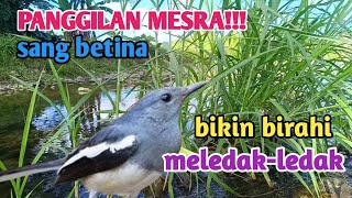 Download lagu PANGGILAN MESRA SANG BETINA, BIKIN KACER JANTAN  BIRAHI  mp3
