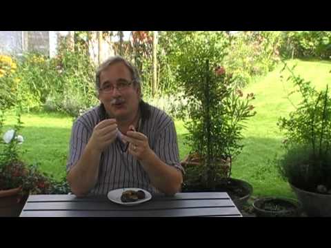 Die Zwetschgensorte TopStar (besser als Fellenberg)