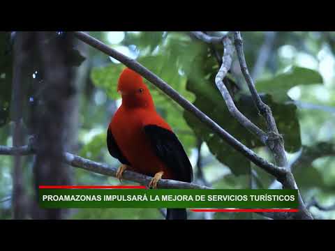 PROAMAZONAS impulsará la mejora de servicios turísticos, video de YouTube
