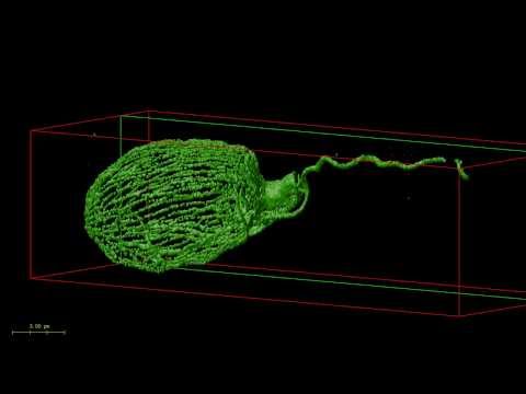 Surface rendering of Dinoflagellate skeleton - Confocal compared with STED 3X