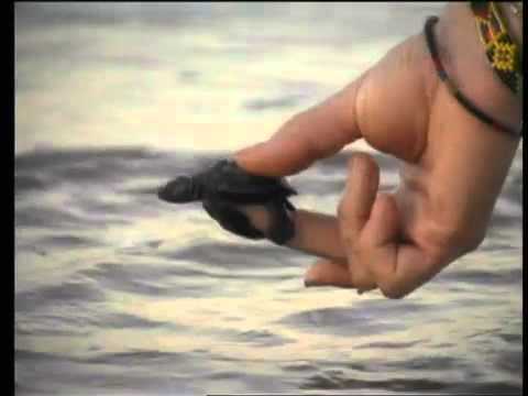 Videoclip de Selva Negra — Maná